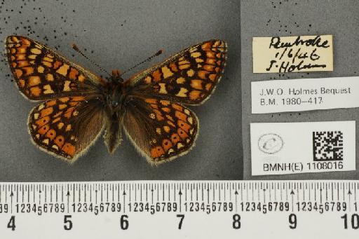 Euphydryas aurinia (Rottemburg, 1775) - BMNHE_1108016_22336