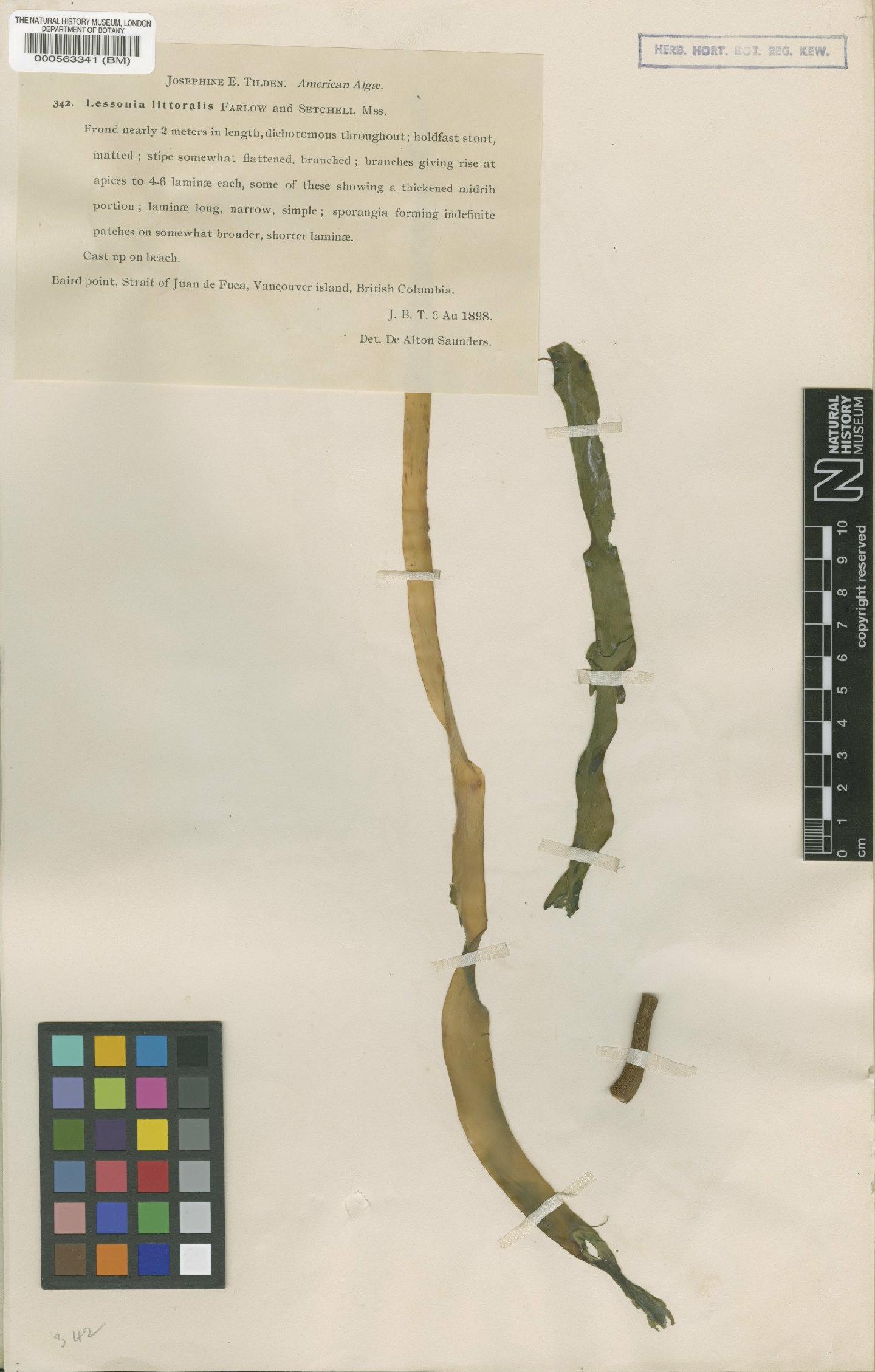 To NHMUK collection (Lessoniopsis littoralis (Tilden) Reinke; Type; NHMUK:ecatalogue:4719801)