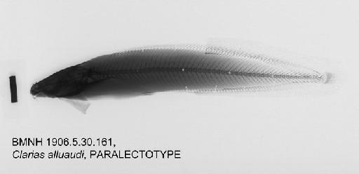 Clarias alluaudi Boulenger, 1906 - BMNH 1906.5.30.161, PARALECTOTYPE, Clarias alluaudi Radiograph