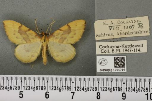 Gandaritis pyraliata ab. mediofasciata Lempke, 1949 - BMNHE_1761719_345344