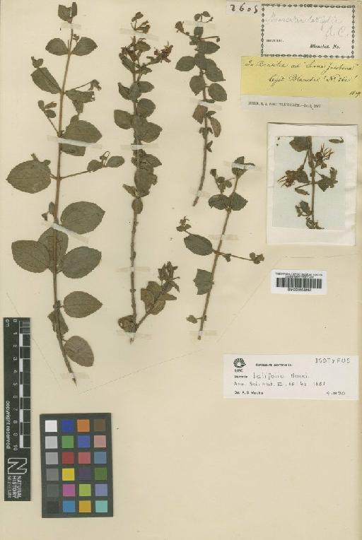 Marcetia latifolia Naudin - BM000953962