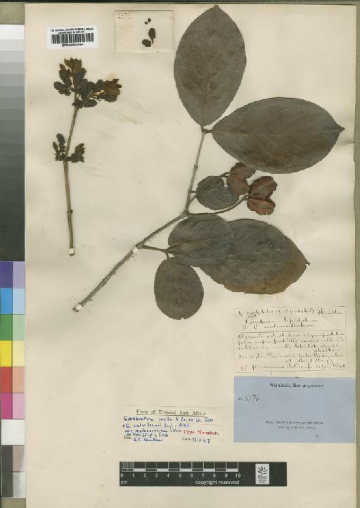 Combretum molle R.Br. ex G.Don - BM000902090