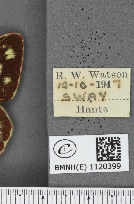 Colias croceus f. helice Hübner, 1779 - BMNHE_1120399_label_76352