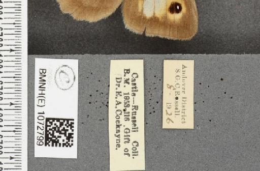 Maniola jurtina insularis ab. semi-intermedia Lempke, 1935 - BMNHE_1072799_label_39183