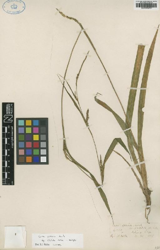 Carex speciosa subsp. dilatata Noltie - BM000959161