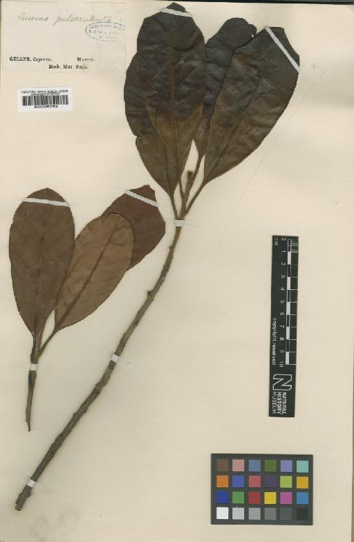 Pouteria cayennensis (A.DC.) Eyma - BM000952534