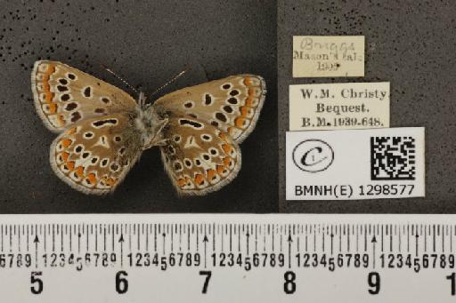 Polyommatus icarus ab. costajuncta Tutt, 1910 - BMNHE_1298577_148934
