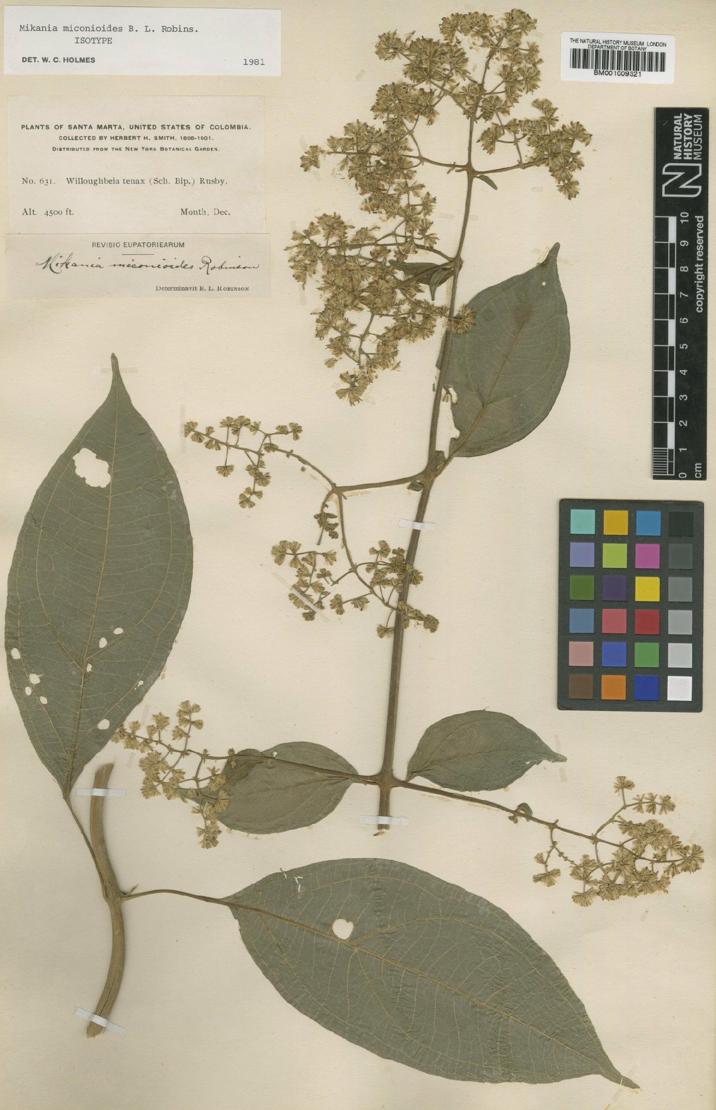 To NHMUK collection (Mikania miconioides B.L.Rob.; Isotype; NHMUK:ecatalogue:571976)
