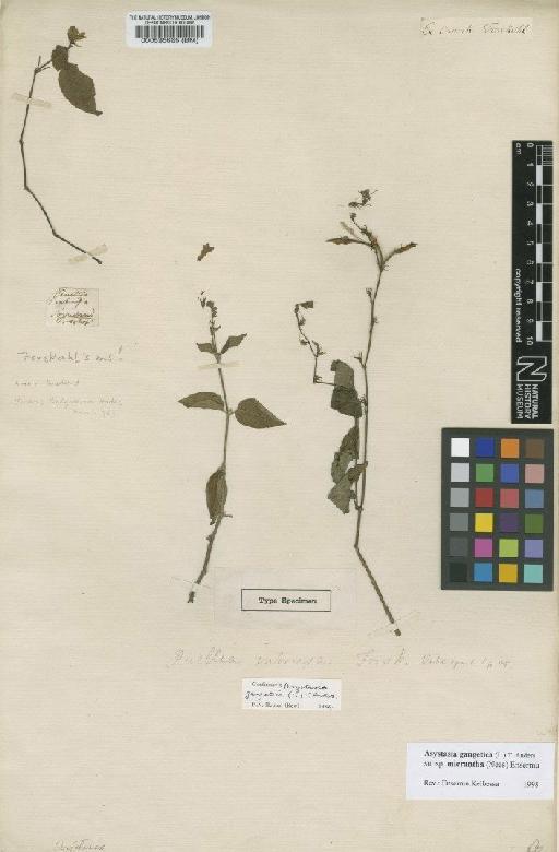 Asystasia gangetica ( L. ) T.Anderson subsp. micrantha (Nees) Ensermu - BM000535665