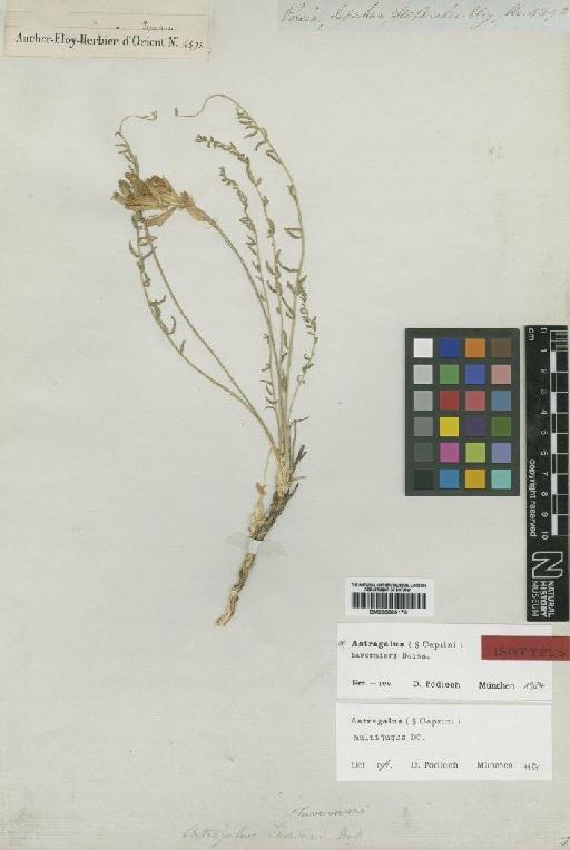 Astragalus multijugus DC. - BM000885170