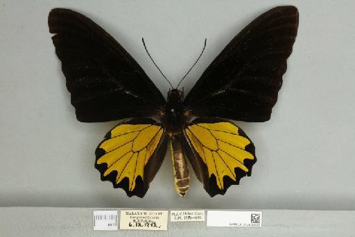 Troides helena cerberus Rothschild, 1895 - 013606583__599291