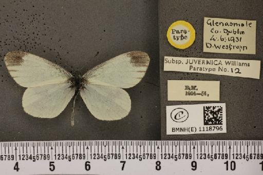 Leptidea sinapis juvernica Williams, 1946 - BMNHE_1118796_74001