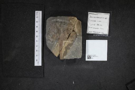 Ichthyosaurus De la Beche & Conybeare, 1821 - 010020210_L010040100