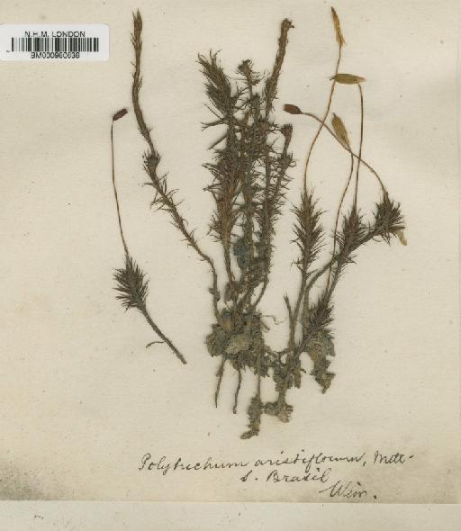 Polytrichum juniperinum Hedw. - BM000960636