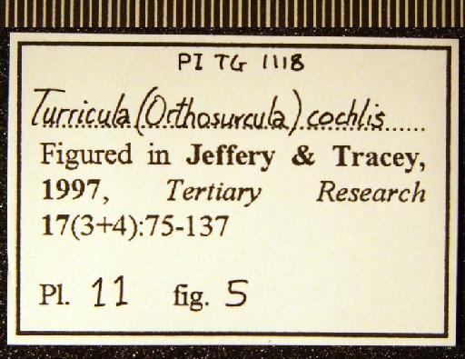 Orthosurcula cochlis (Edwards, 1861) - TG 1118. Turricula (Orthosurcula) cochlis (label 2)