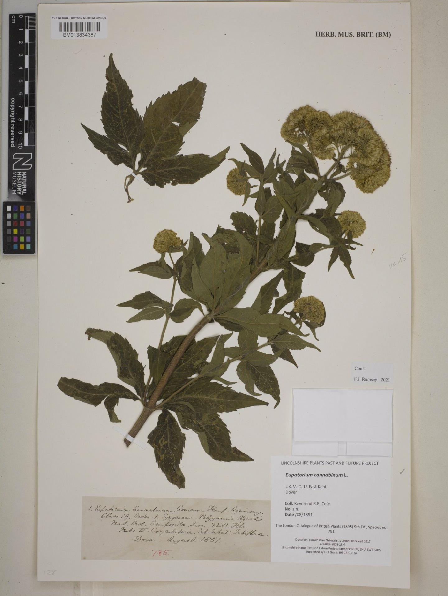 To NHMUK collection (Eupatorium cannabinum L.; NHMUK:ecatalogue:9254669)