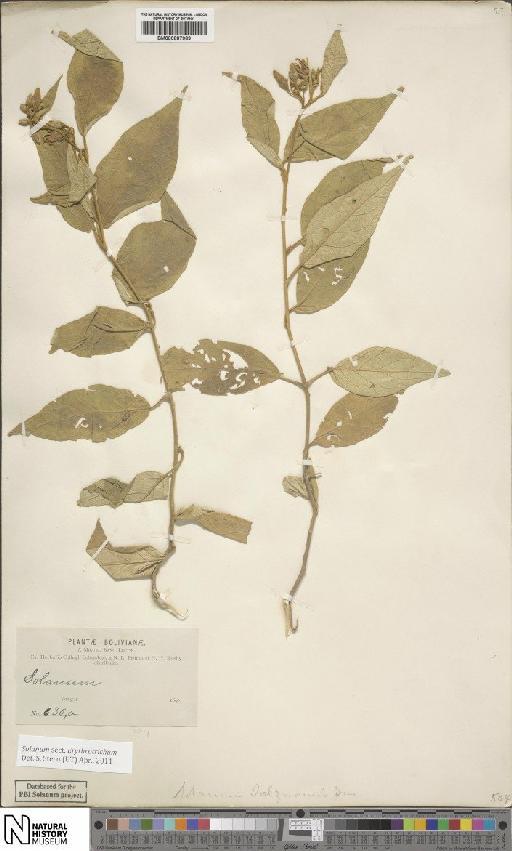 Solanum sect. Erythrotrichum - BM000887969