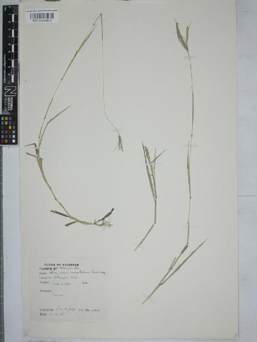 Dichanthium annulatum (Forssk.) Stapf - 012550823