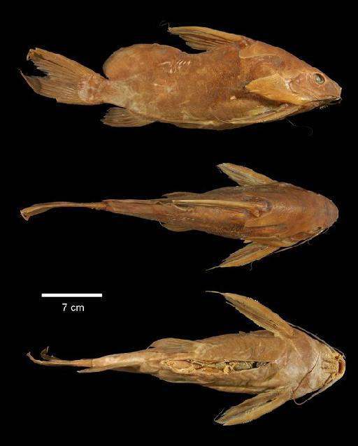 Synodontis budgetti Boulenger, 1911 - 1904.1.20.42; Synodontis budgetti; type; ACSI Project image