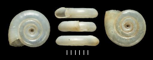 Planorbis orbiculus subterclass Tectipleura Morelet, 1849 - 1893.2.4.556-558, Syntypes, Planorbis orbiculus Morelet, 1849