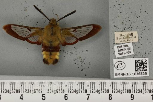 Hemaris fuciformis (Linnaeus, 1758) - BMNHE_1636535_205876