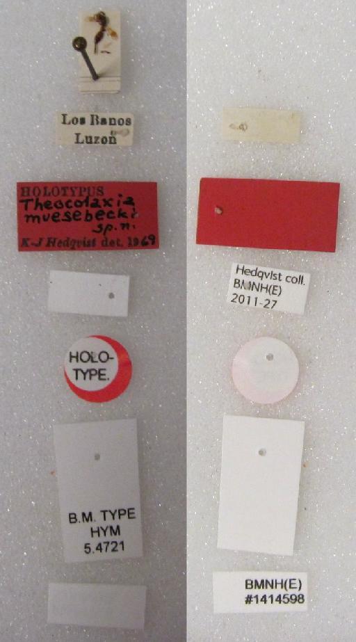 Neocalosoter muesebecki (Hedqvist, 1969) - Neocalosoter muesebecki (Hedqvist, 1969) #1414598 Hym Type 5.4721 female labels