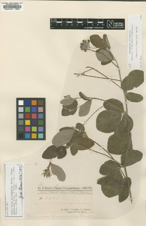 Rhynchosia leucophylla (Benth.) Benth. - BM000538511