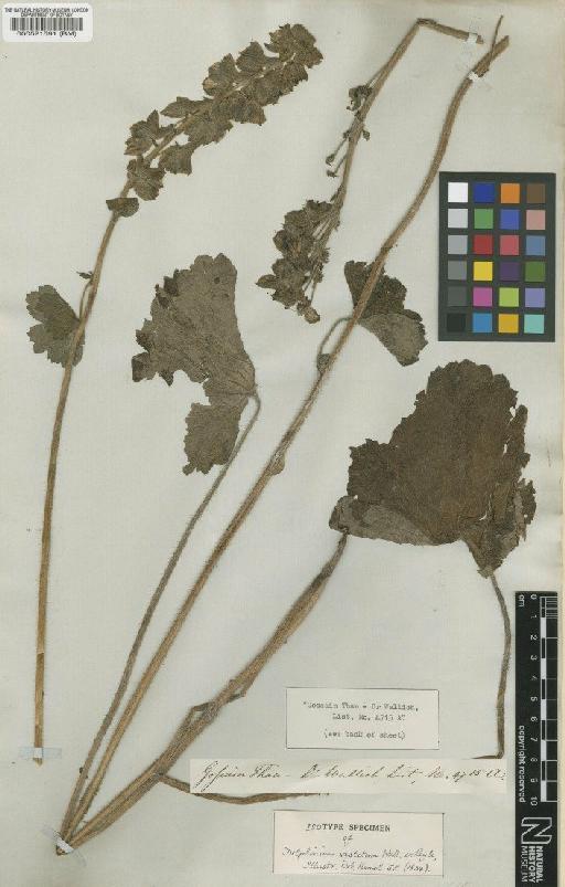 Delphinium vestitum Wall. ex Royle - BM000521591