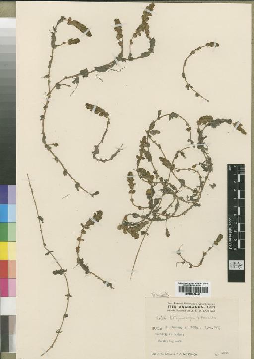 Rotala tetragonocalyx A.Fern & Diniz - BM000902446