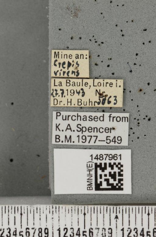 Liriomyza taraxaci Hering, 1927 - BMNHE_1487961_label_51801