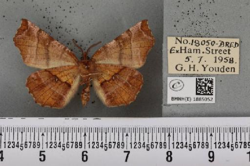 Selenia dentaria (Fabricius, 1775) - BMNHE_1885052_444906