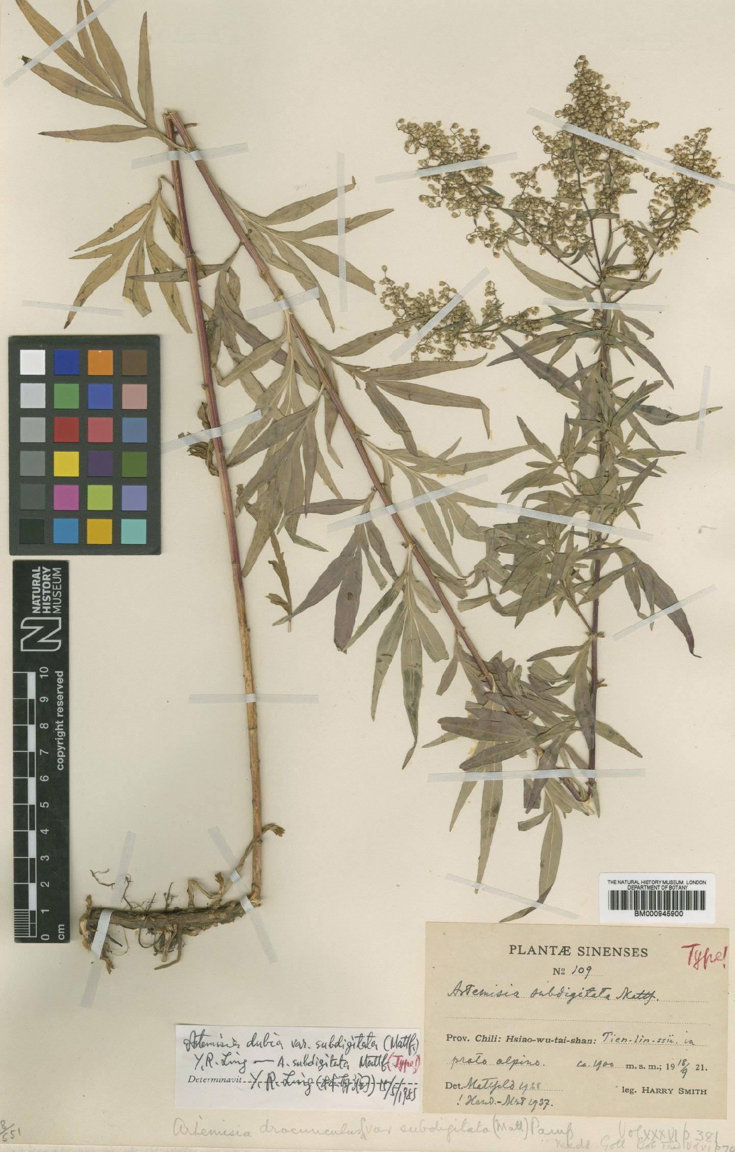 To NHMUK collection (Artemisia dubia var. subdigitata (Mattf.) Y.R.Ling; Type; NHMUK:ecatalogue:473354)