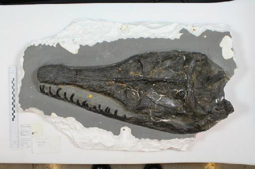 Attenborosaurus conybeari (Sollas, 1881) - 010033338_L010221399