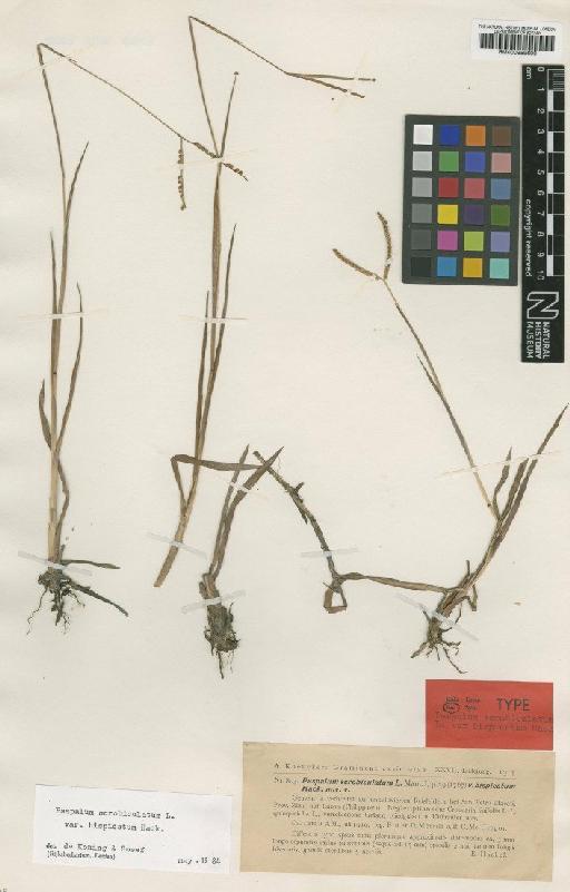 Paspalum scrobiculatum var. bispicatum Hack. - BM000959600