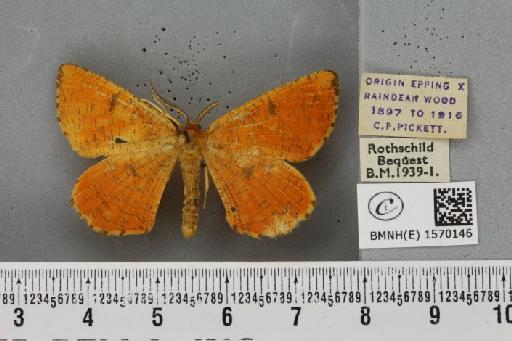 Angerona prunaria (Linnaeus, 1758) - BMNHE_1570146_430500