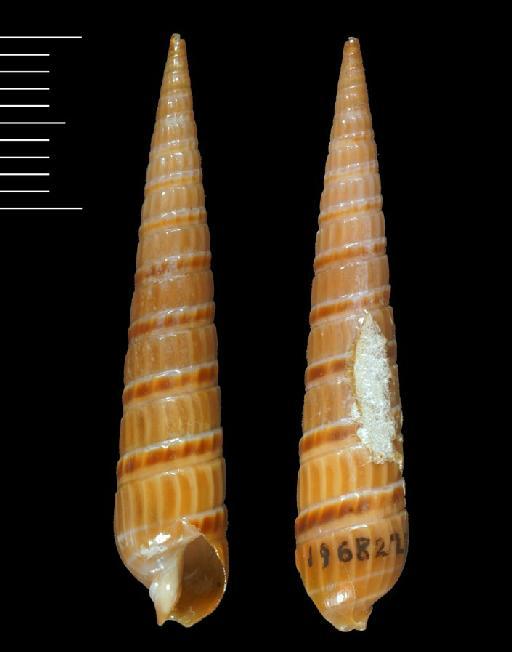 Terebra copula Hinds, 1844 - 1968227/2-5b