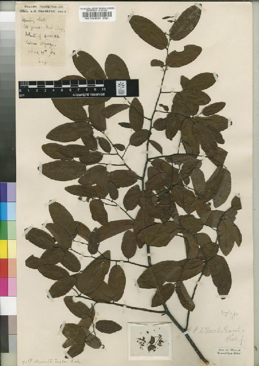 Monanthotaxis littoralis (Bagsh. & Baker f.) Verdc. - BM000553837