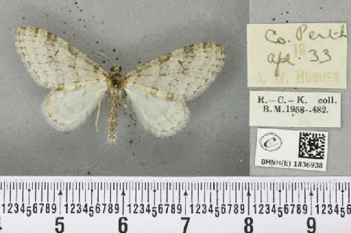 Trichopteryx carpinata (Borkhausen, 1794) - BMNHE_1836938_409716