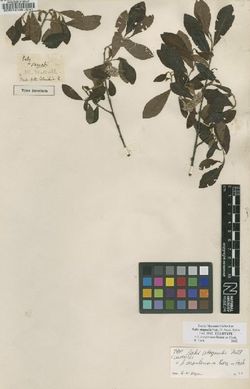 Salix scouleriana Barratt ex Hook. - BM000014399