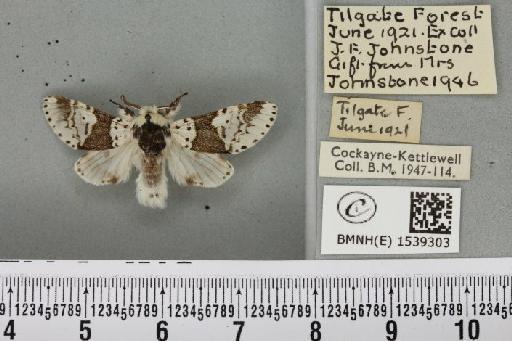 Furcula bicuspis (Borkhausen, 1790) - BMNHE_1539303_241987
