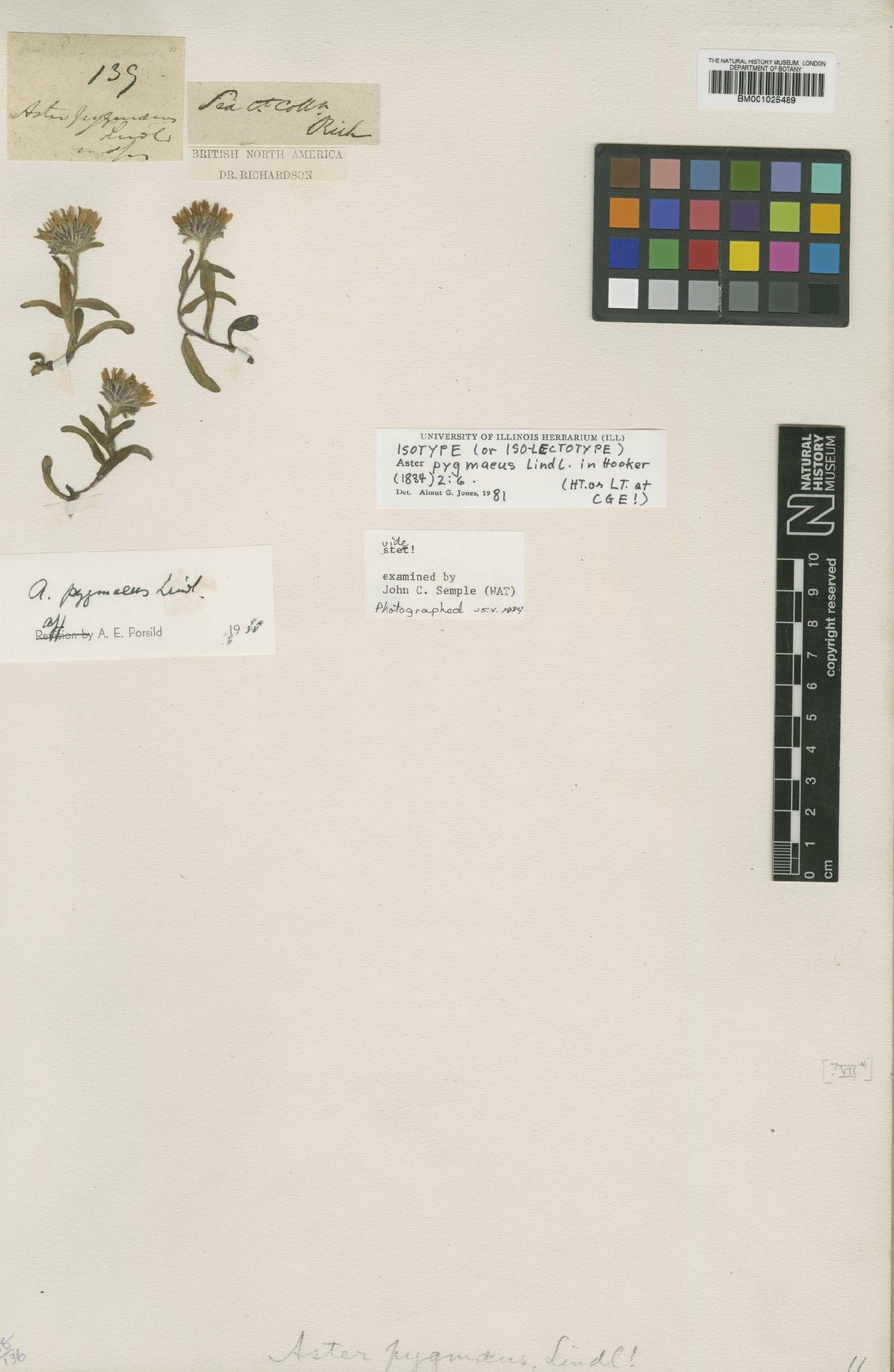 To NHMUK collection (Aster pygmaeus Lindl.; Type; NHMUK:ecatalogue:1095116)