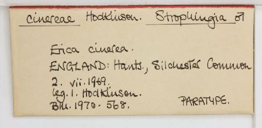 Strophingia cinerea Hodkinson, 1971 - 013471585_additional