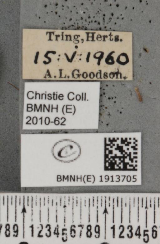 Aethalura punctulata (Denis & Schiffermüller, 1775) - BMNHE_1913705_label_485598