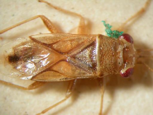 Germalus variegetus Distant - Hemiptera: Germalus Var