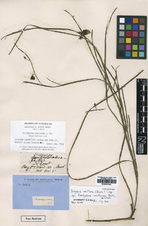 Brachysema uniflorum Benth. - BM000885490