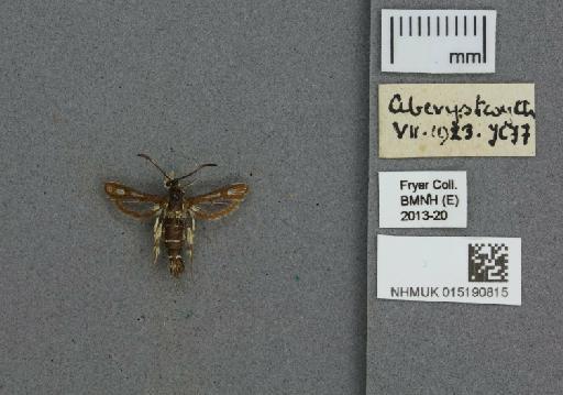 Pyropteron muscaeformis (Esper, 1783) - 015190815_775459_1084913