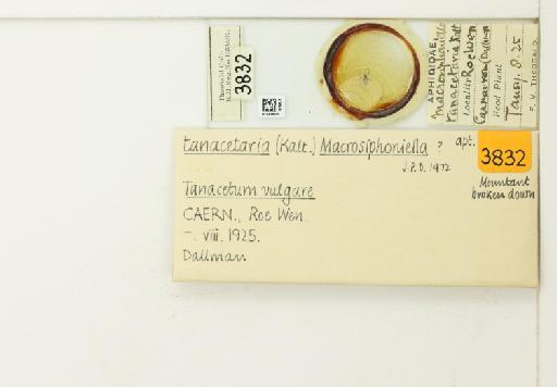 Macrosiphoniella tanacetaria Kaltenbach, 1843 - 014826209_113013_1094746_830064_NoStatus