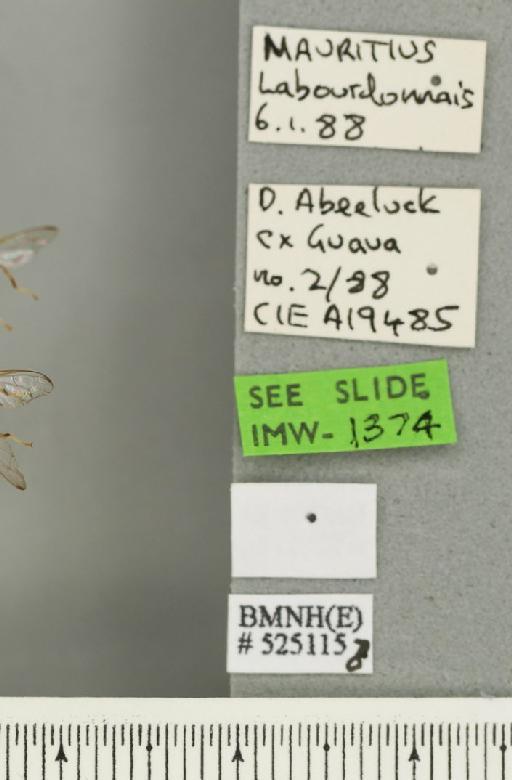 Bactrocera (Bactrocera) zonata (Saunders, 1842) - JASMIN_000386_label_30403