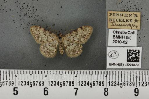 Idaea contiguaria britanniae (Müller, 1936) - BMNHE_1594828_266364