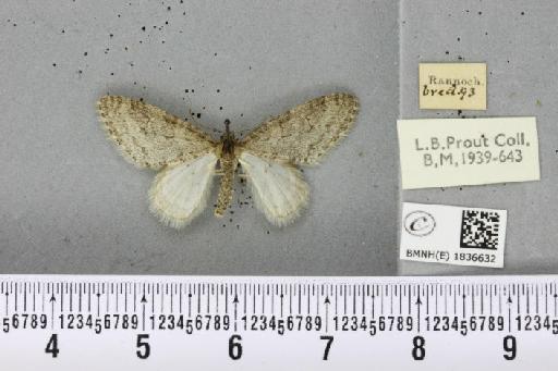 Trichopteryx carpinata ab. obscura Lempke, 1950 - BMNHE_1836632_409365